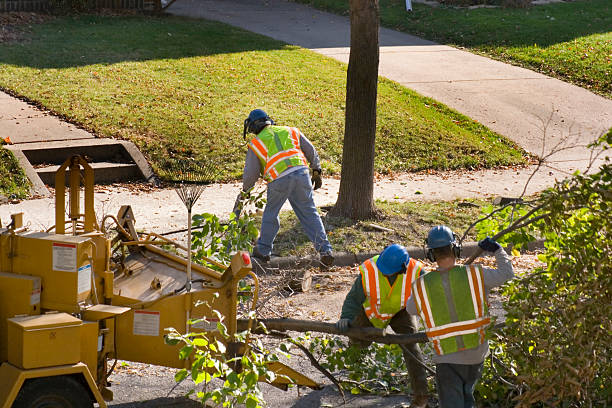 Best Emergency Tree Removal  in Orrville, OH